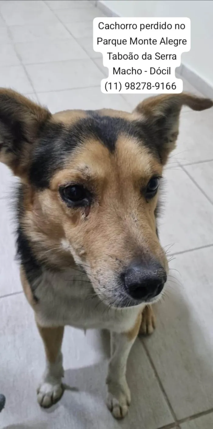 Cachorro ra a SRD-ViraLata idade 3 anos nome Procura-se o Tutor - cachorro encontrado no Taboão da Serra - Dócil - Está muito triste e sem se alimentar - pede carinho o tempo todo