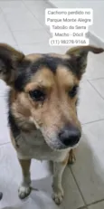 Procura-se o Tutor - cachorro encontrado no Taboão da Serra - Dócil - Está muito triste e sem se alimentar - pede carinho o tempo todo