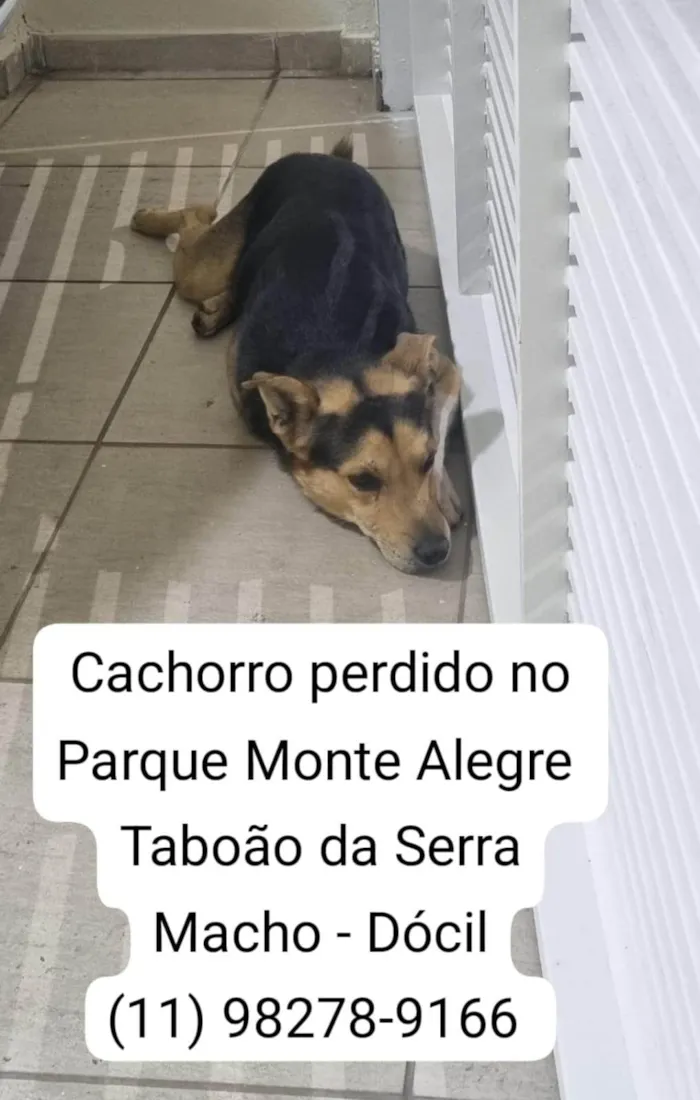 Cachorro ra a SRD-ViraLata idade 3 anos nome Procura-se o Tutor - cachorro encontrado no Taboão da Serra - Dócil - Está muito triste e sem se alimentar - pede carinho o tempo todo