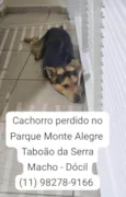 Procura-se o Tutor - cachorro encontrado no Taboão da Serra - Dócil - Está muito triste e sem se alimentar - pede carinho o tempo todo