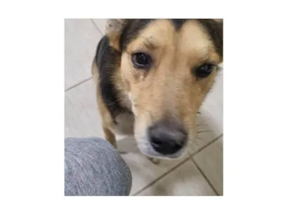 Cachorro raça SRD-ViraLata idade 3 anos nome Procura-se o Tutor - cachorro encontrado no Taboão da Serra - Dócil - Está muito triste e sem se alimentar - pede carinho o tempo todo