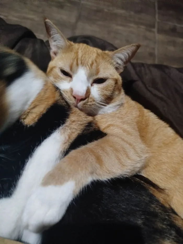 Gato ra a SRD-ViraLata idade 2 anos nome Rakan