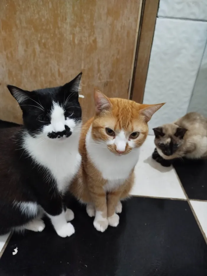 Gato ra a SRD-ViraLata idade 2 anos nome Rakan