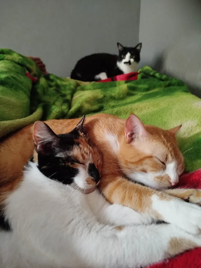 Gato ra a SRD-ViraLata idade 2 anos nome Rakan