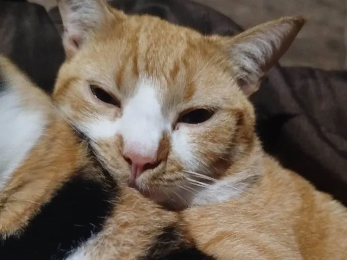 Gato ra a SRD-ViraLata idade 2 anos nome Rakan
