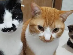 Gato raça SRD-ViraLata idade 2 anos nome Rakan