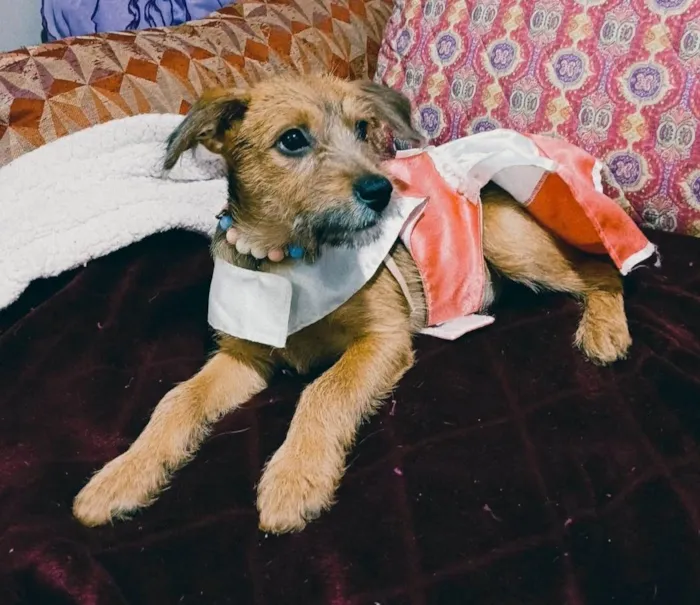 Cachorro ra a SRD-ViraLata idade 2 a 6 meses nome Yuki