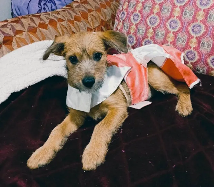 Cachorro ra a SRD-ViraLata idade 2 a 6 meses nome Yuki