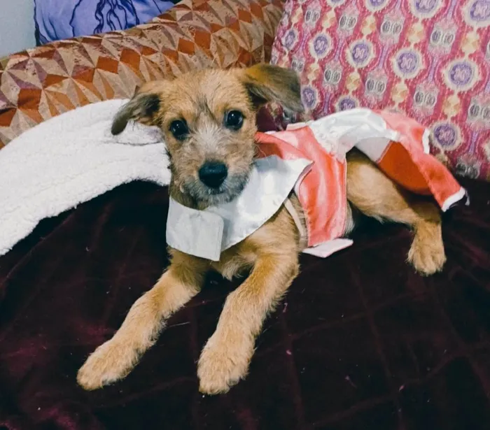 Cachorro ra a SRD-ViraLata idade 2 a 6 meses nome Yuki