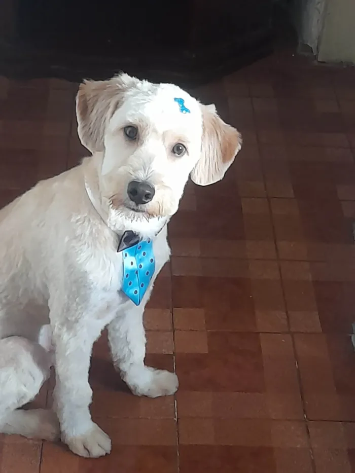 Cachorro ra a Poodle idade 7 a 11 meses nome Mike