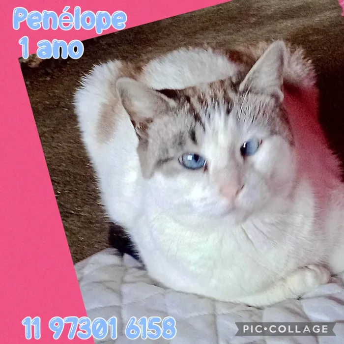 Gato ra a SRD-ViraLata idade 1 ano nome Penélope 