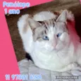 Penélope