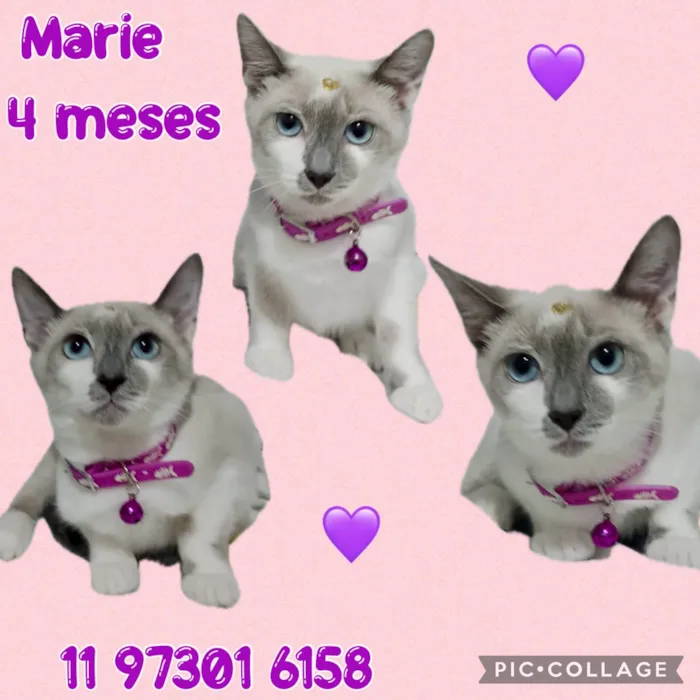 Gato ra a SRD-ViraLata idade 2 a 6 meses nome Marie
