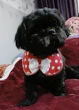 Freddy