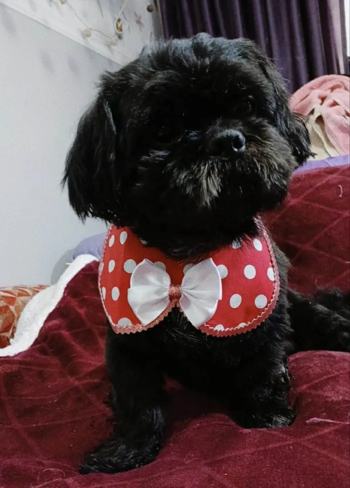 Cachorro ra a Shitzu idade 4 anos nome Freddy