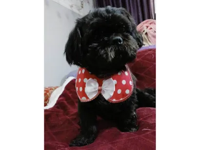 Cachorro raça Shitzu idade 4 anos nome Freddy