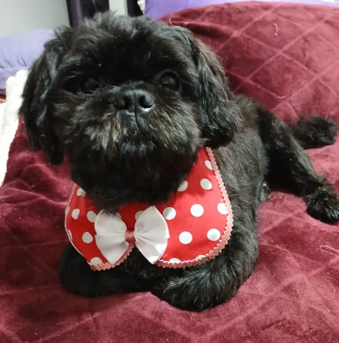 Cachorro ra a Shitzu idade 4 anos nome Freddy