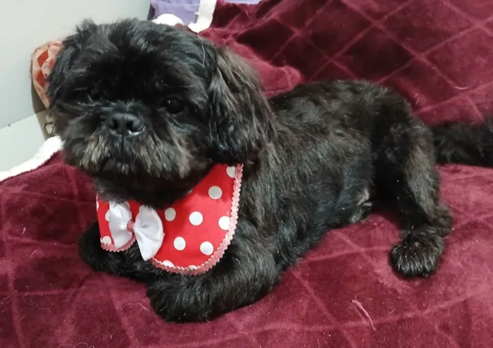 Cachorro ra a Shitzu idade 4 anos nome Freddy
