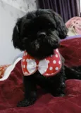 Freddy