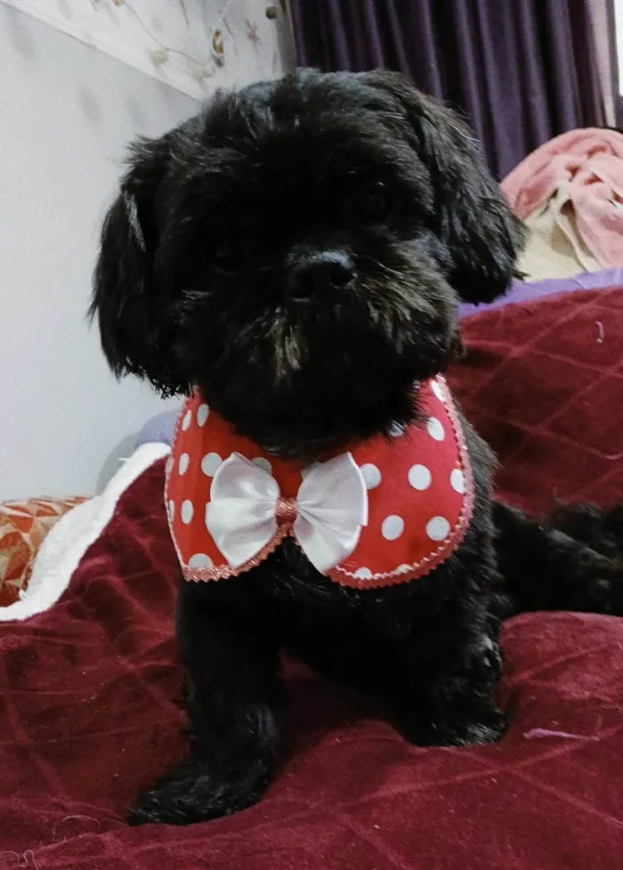 Cachorro ra a Shitzu idade 4 anos nome Freddy
