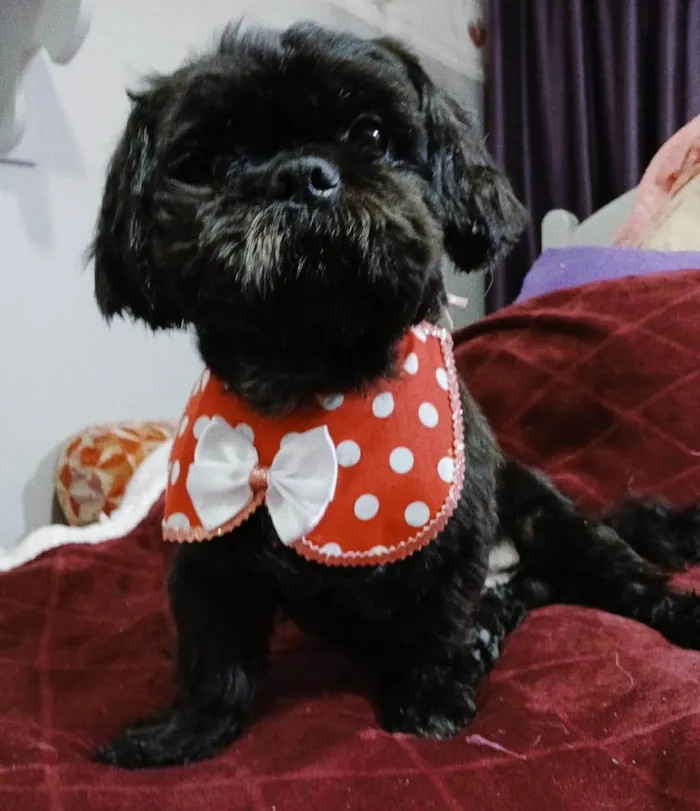 Cachorro ra a Shitzu idade 4 anos nome Freddy