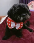 Freddy