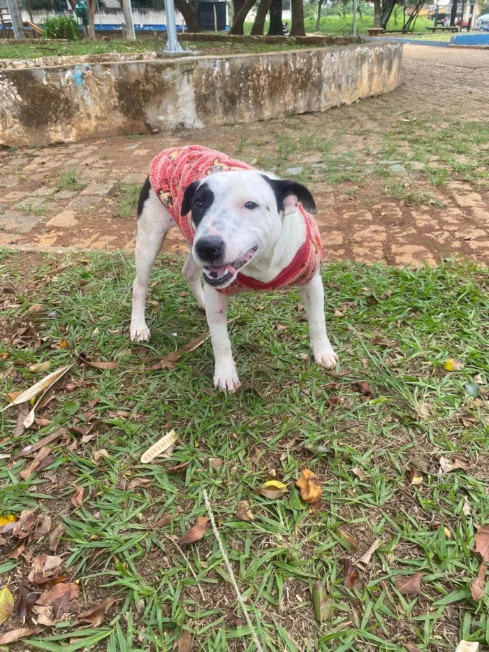 Cachorro ra a SRD-ViraLata idade 7 a 11 meses nome Pandora