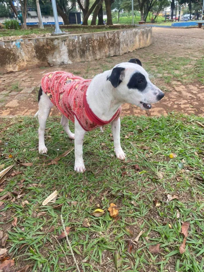 Cachorro ra a SRD-ViraLata idade 7 a 11 meses nome Pandora