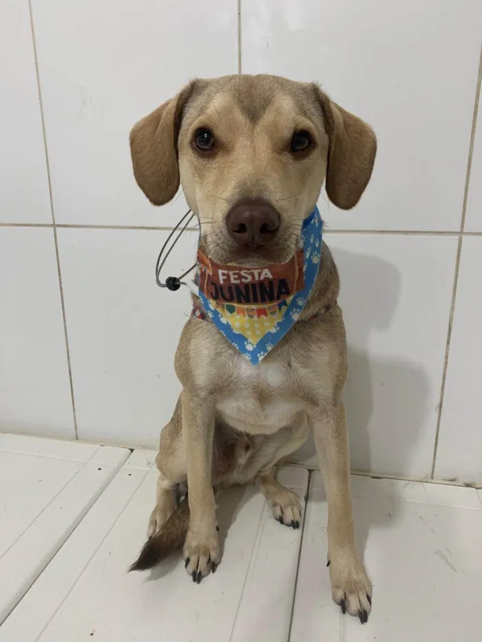 Cachorro ra a SRD-ViraLata idade 1 ano nome Pudim