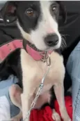 Princesa