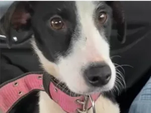 Cachorro raça SRD-ViraLata idade 7 a 11 meses nome Princesa