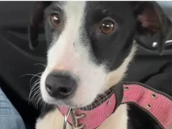 Cachorro ra a SRD-ViraLata idade 7 a 11 meses nome Princesa