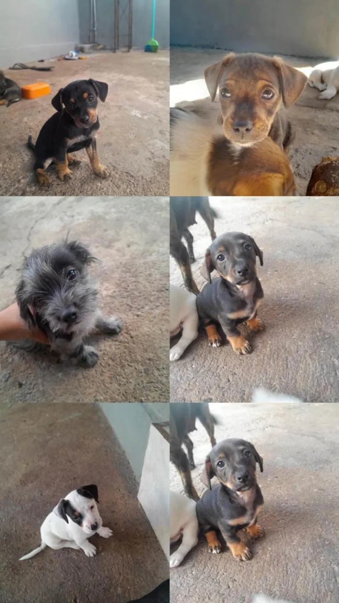 Cachorro ra a SRD-ViraLata idade Abaixo de 2 meses nome Não tem nome