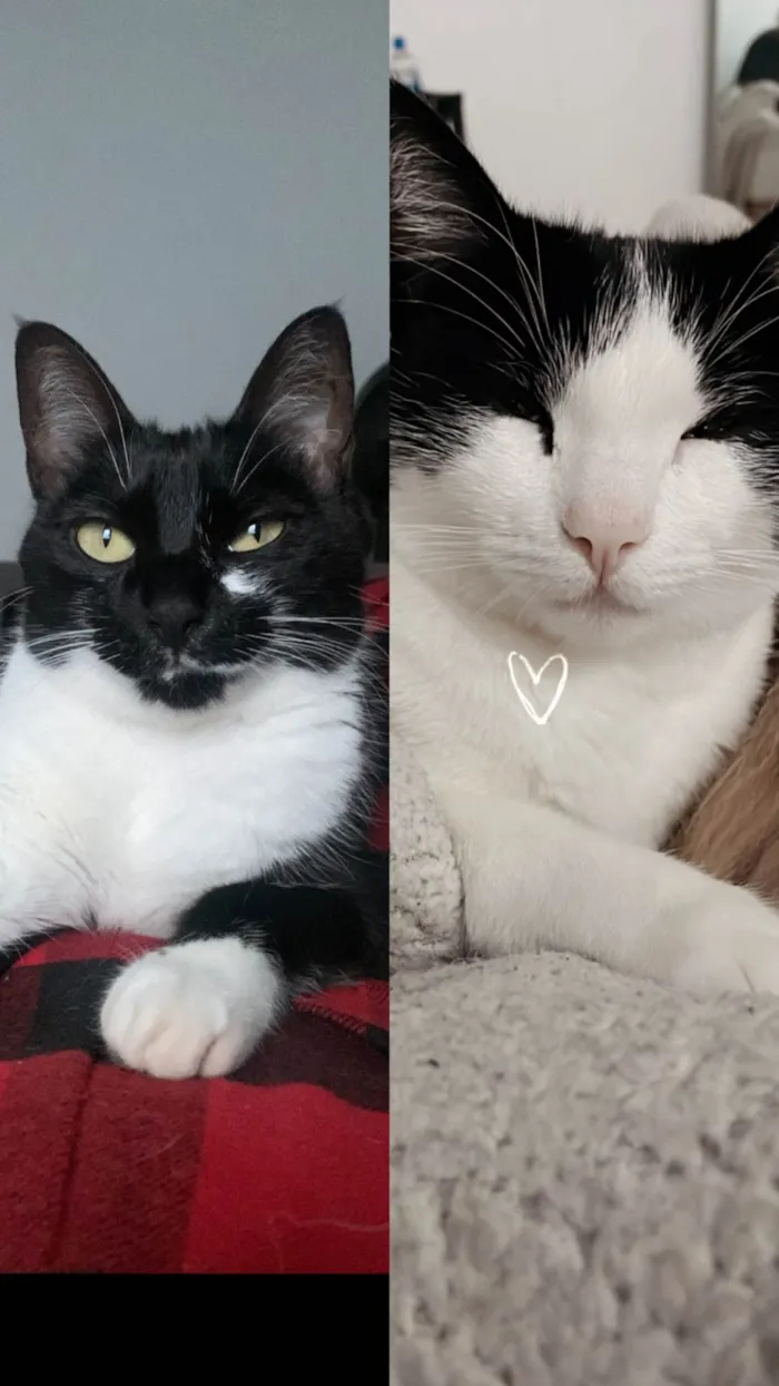 Gato ra a SRD-ViraLata idade 3 anos nome Jorge e Pandora 