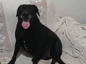 Cachorro raça Labrador idade 4 anos nome Betoven 