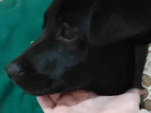 Cachorro raça SRD-ViraLata idade 2 a 6 meses nome Filhote 