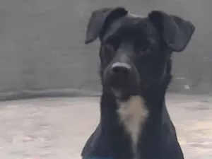 Cachorro raça SRD-ViraLata idade 2 anos nome Pretinho