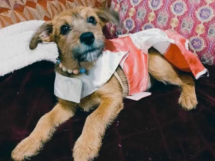 Cachorro ra a SRD-ViraLata idade 2 a 6 meses nome Yuki