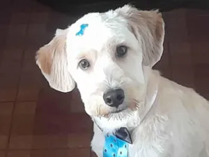 Cachorro raça Poodle idade 7 a 11 meses nome Mike