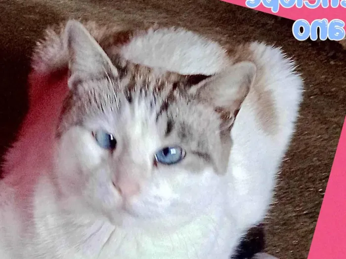 Gato ra a SRD-ViraLata idade 1 ano nome Penélope 