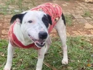 Cachorro raça SRD-ViraLata idade 7 a 11 meses nome Pandora