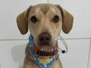 Cachorro raça SRD-ViraLata idade 1 ano nome Pudim