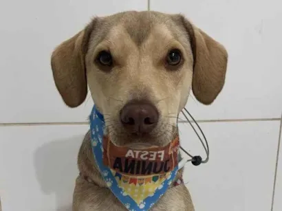 Cachorro raça SRD-ViraLata idade 1 ano nome Pudim