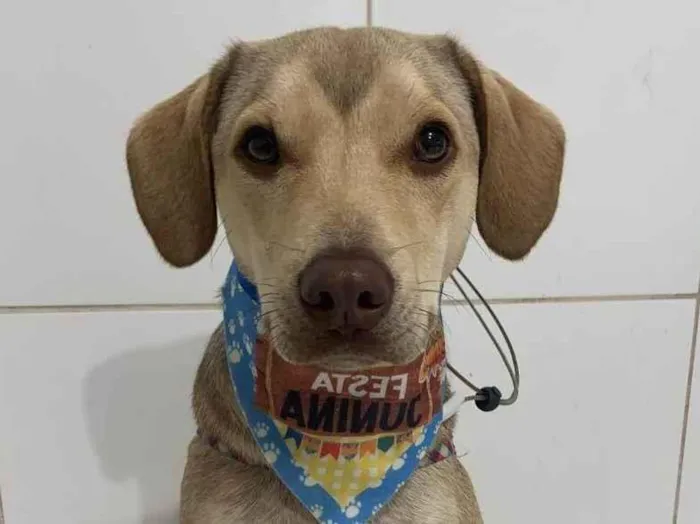 Cachorro ra a SRD-ViraLata idade 1 ano nome Pudim