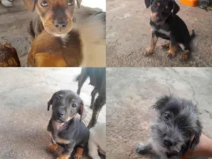 Cachorro raça SRD-ViraLata idade Abaixo de 2 meses nome Não tem nome
