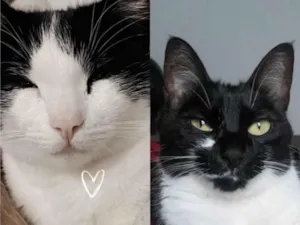 Gato raça SRD-ViraLata idade 3 anos nome Jorge e Pandora 