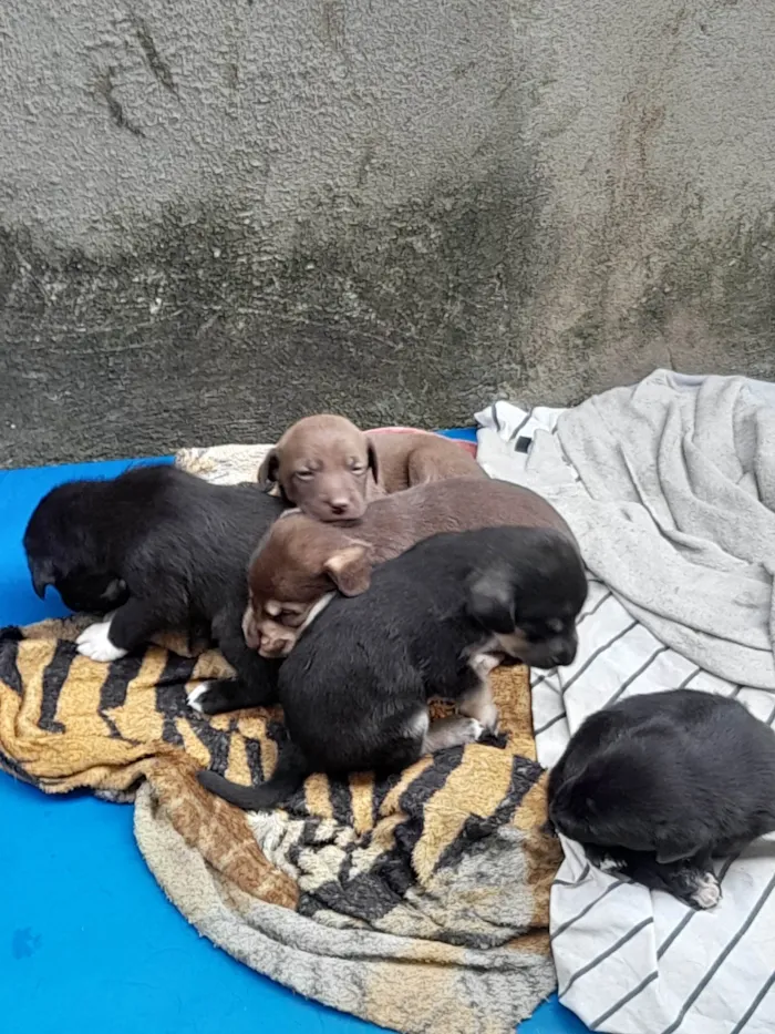 Cachorro ra a SRD-ViraLata idade Abaixo de 2 meses nome Sem nomes.