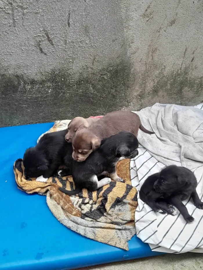 Cachorro ra a SRD-ViraLata idade Abaixo de 2 meses nome Sem nomes.