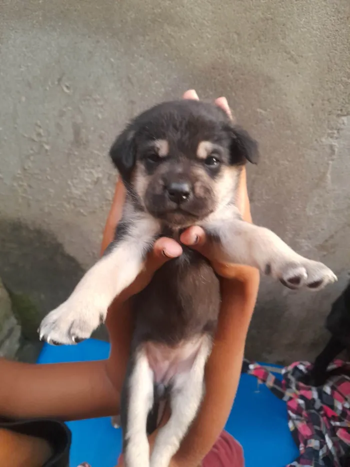 Cachorro ra a SRD-ViraLata idade Abaixo de 2 meses nome Sem nomes.