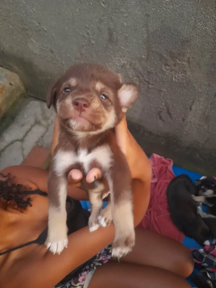 Cachorro ra a SRD-ViraLata idade Abaixo de 2 meses nome Sem nomes.